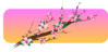 cherry blossom logo